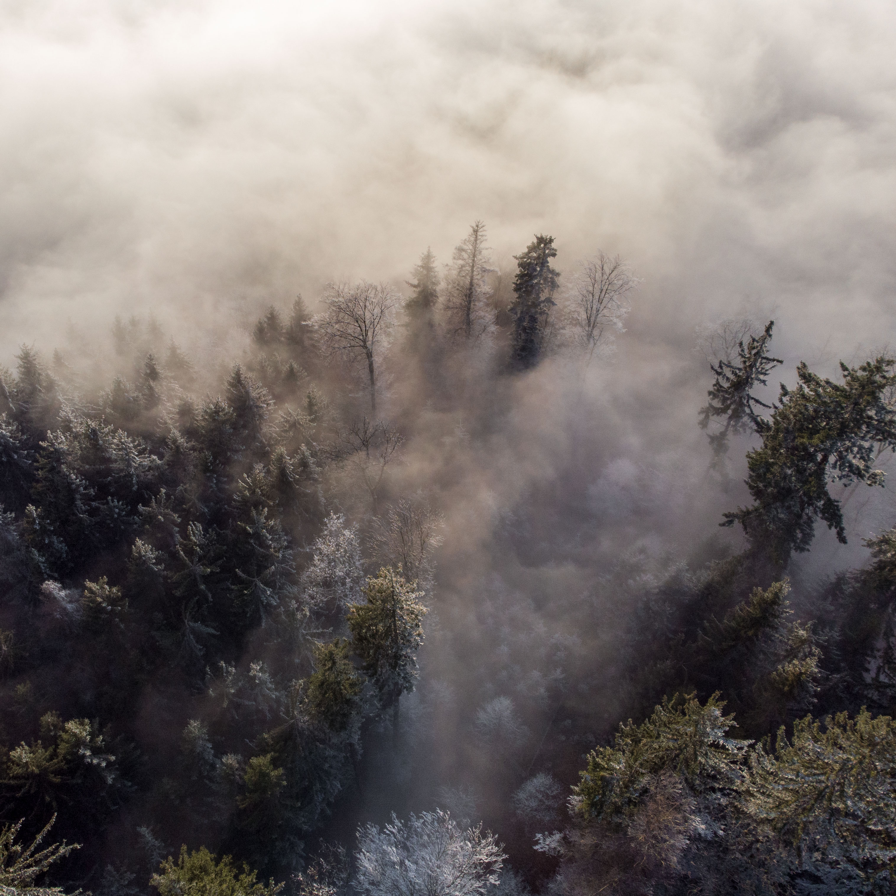 trees in fog by thimo